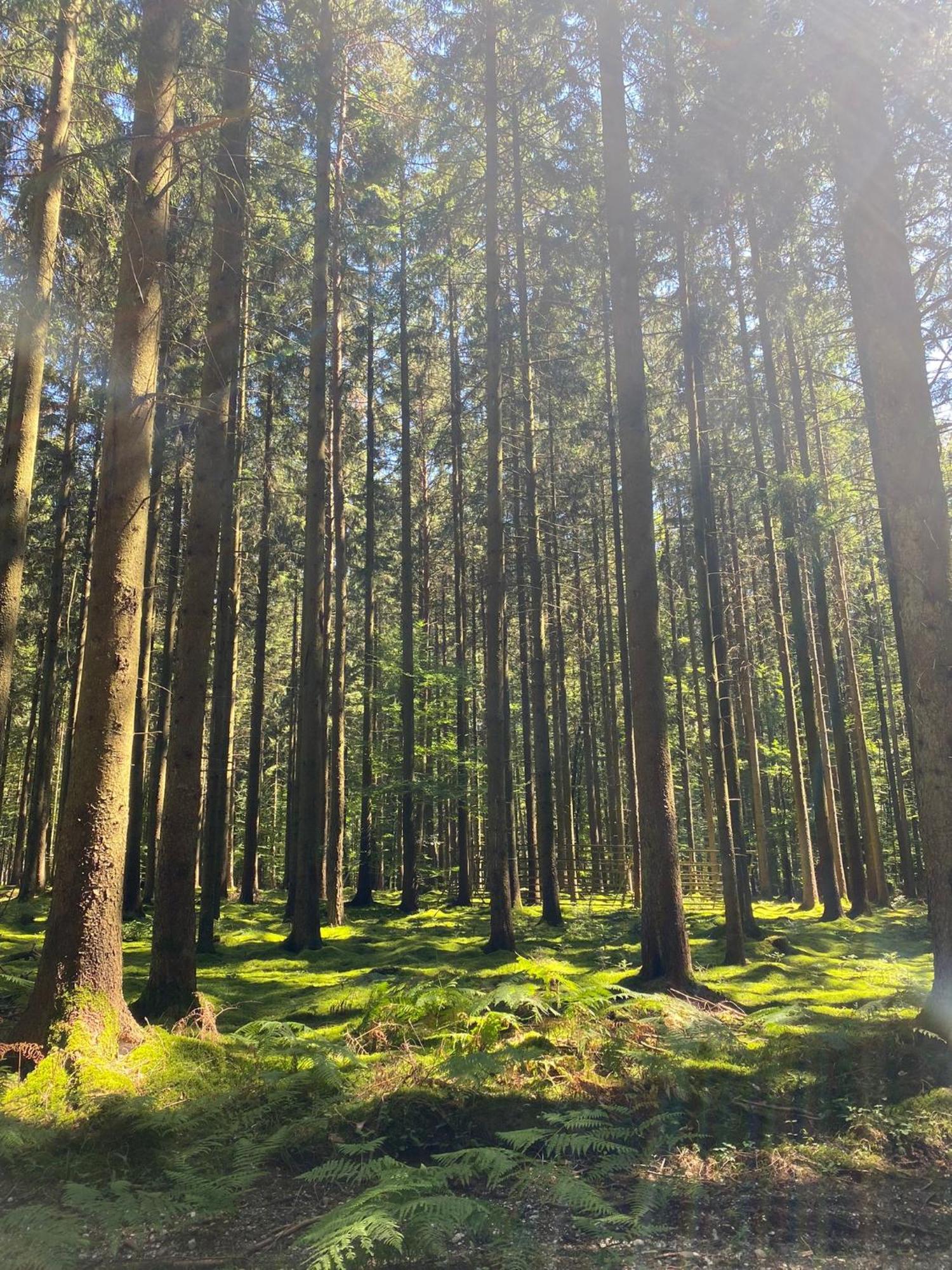 Ferienhaus Vulkaneifel Abtei Himmerod Grosslittgen Екстер'єр фото